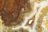 Polished White Rock Springs Agate Slab - Oregon #184774-1